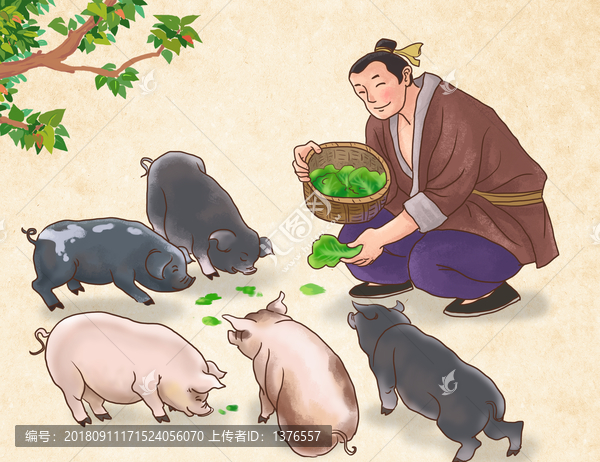 喂豬養(yǎng)豬