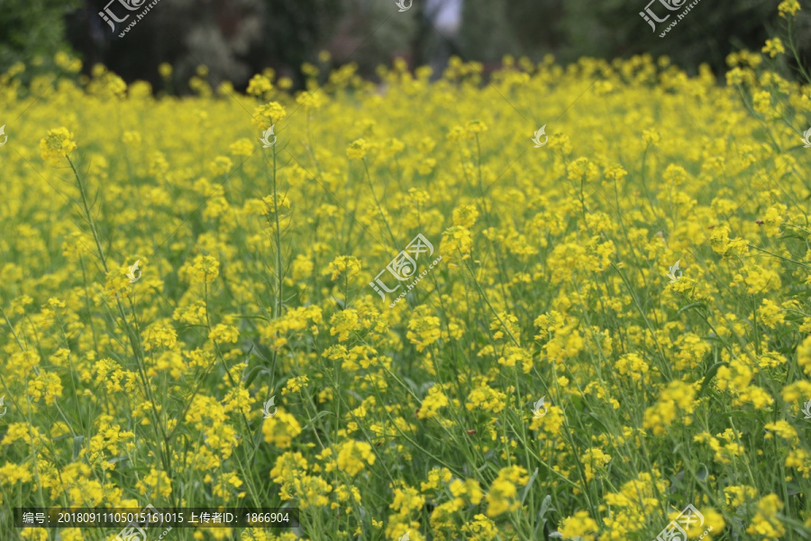 油菜花