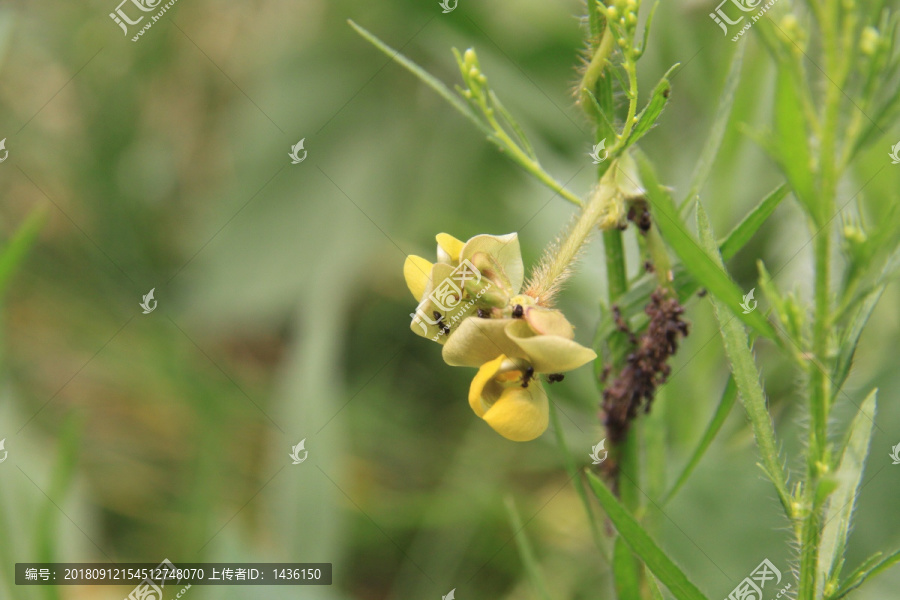 蚂蚁喝花蜜