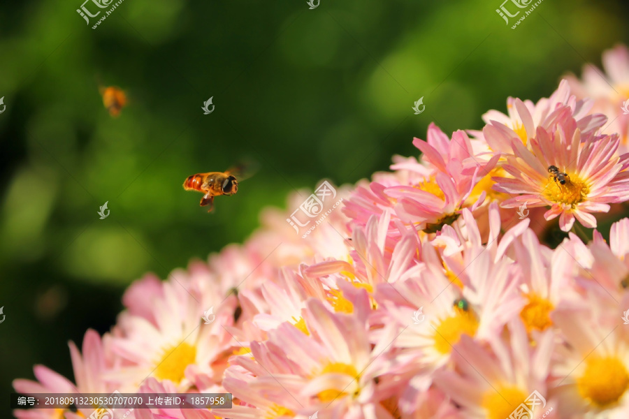 花花草草