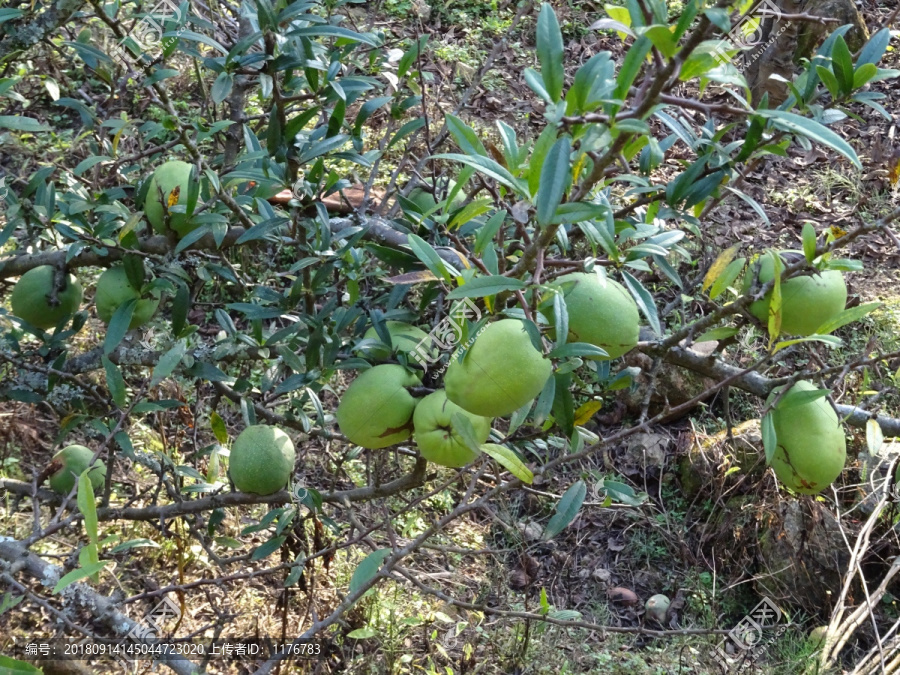 酸木瓜