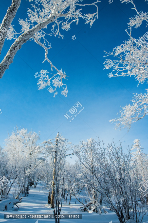 雪原