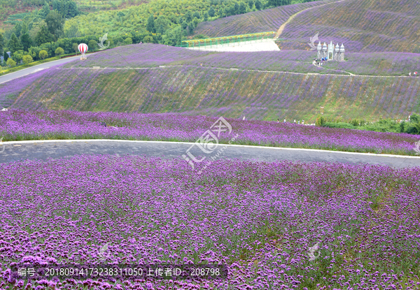 马鞭草花田