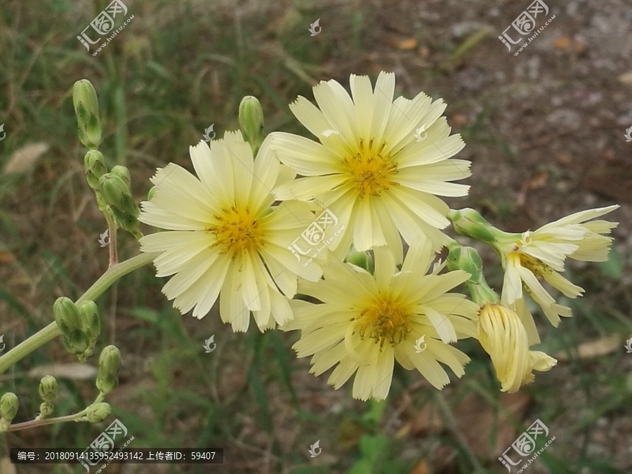 野菊