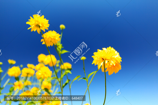 蓝天下盛开的菊花