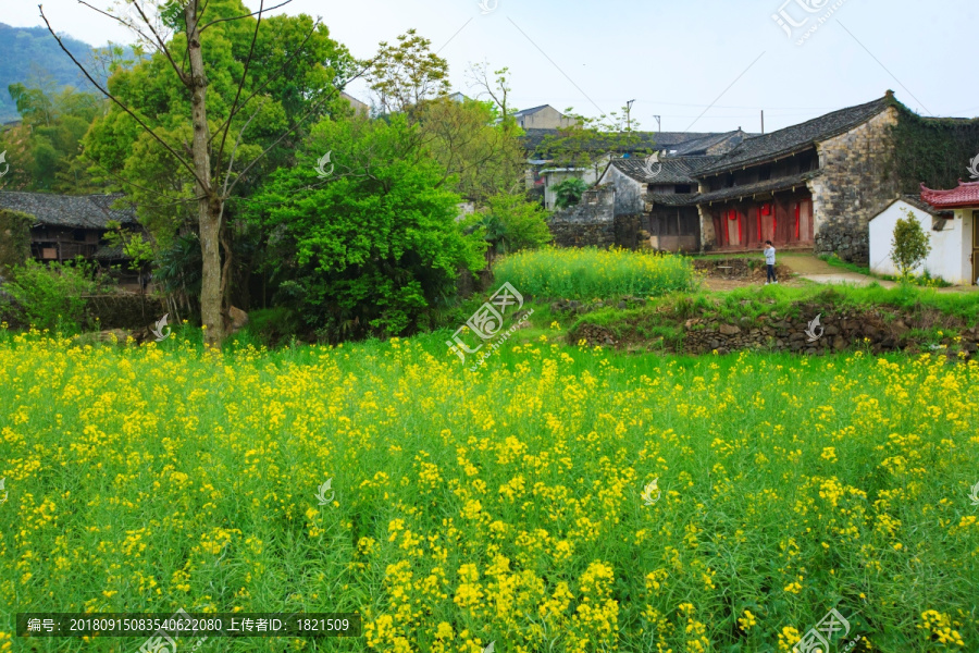 油菜田