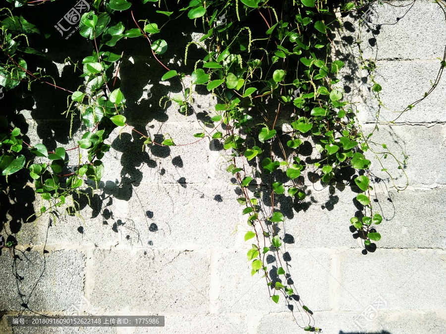 植物墻