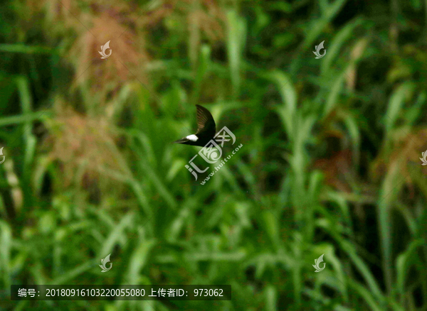 小白腰雨燕飞翔