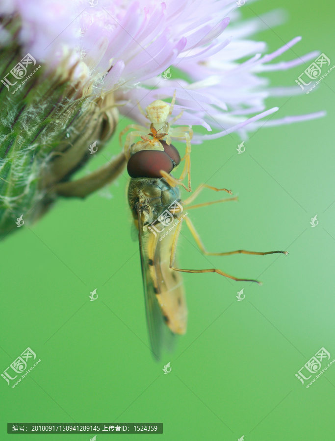 食蚜蝇