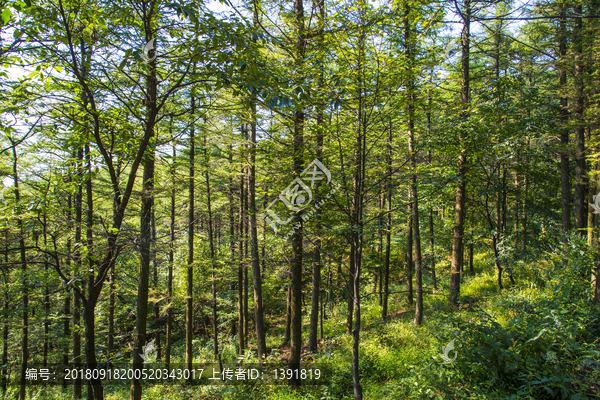 沂蒙山旅游区龟蒙景区