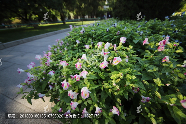 路边小花