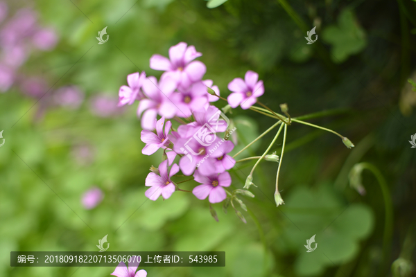 红色酢浆草