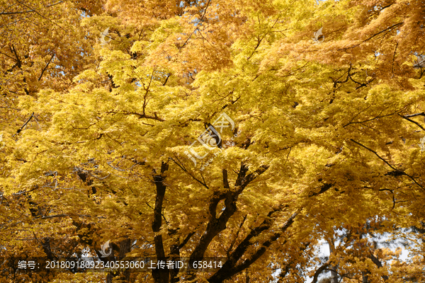 树叶季节