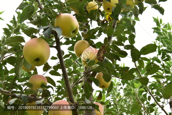 高清苹果果园特写大图