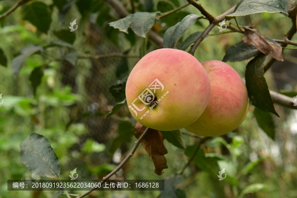 高清苹果果园特写大图