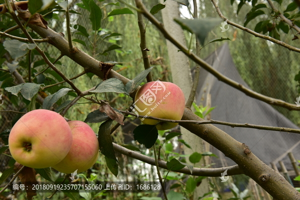 高清苹果果园特写大图