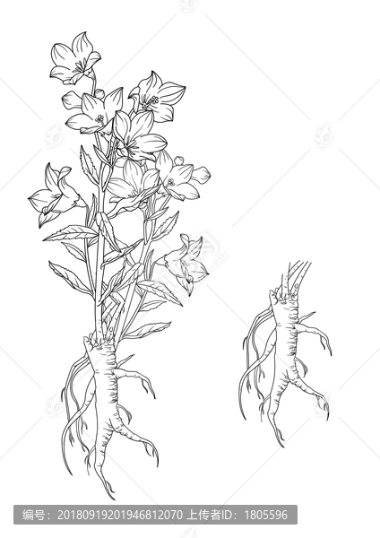 人參插畫