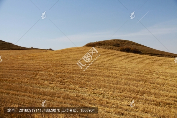 江布拉克萬畝麥田