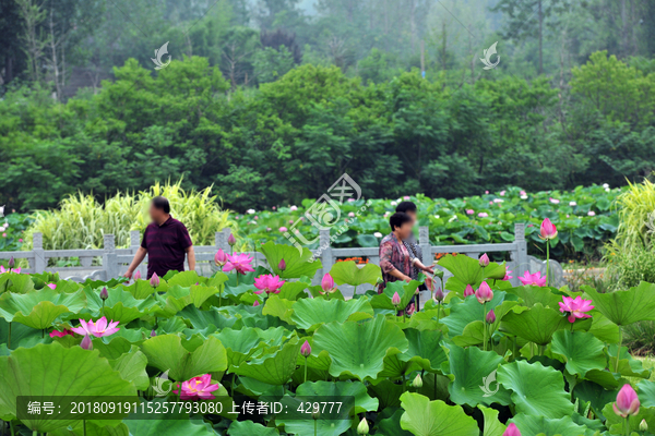 荷花园游玩