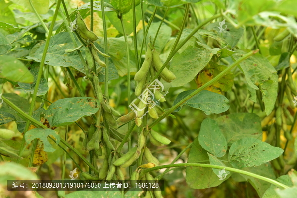 高清黄豆荚大图