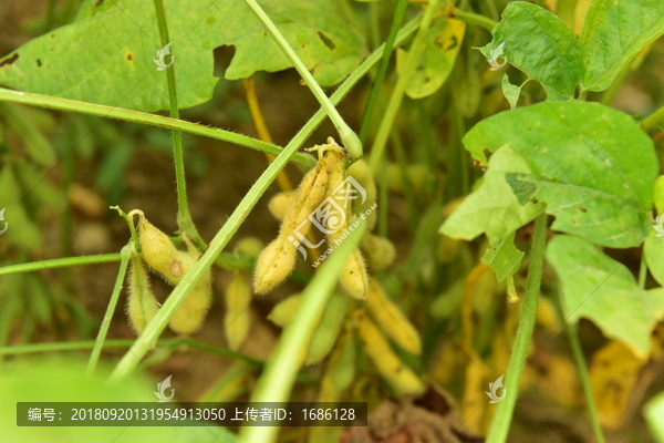 高清黄豆荚大图