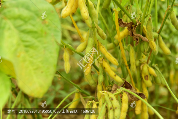 高清黄豆荚大图