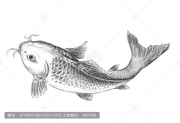 鯉魚插畫