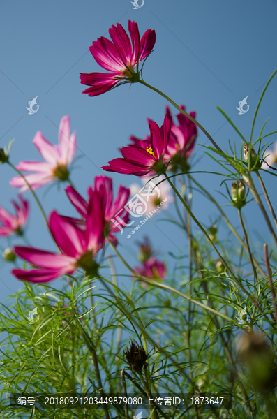 格桑花蓝天