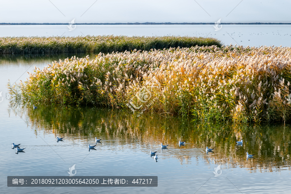 内蒙古额济纳旗居延海