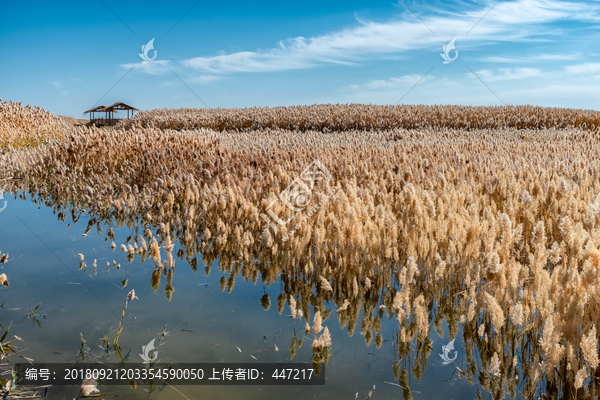 额济纳旗居延海芦苇