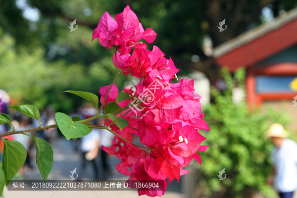 三角花芬芳扑鼻