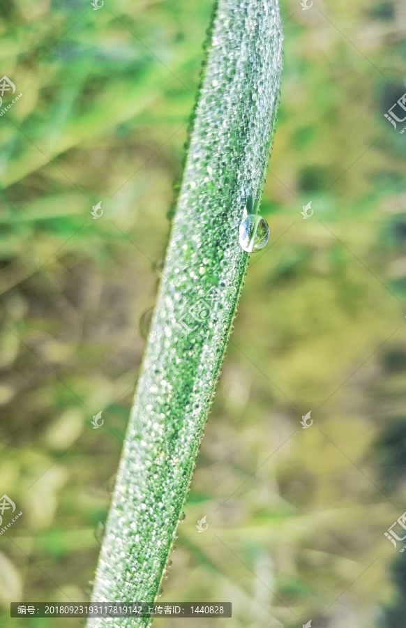 露水,白露