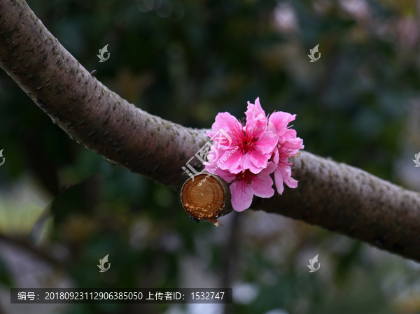 盛开的桃花高清摄影图