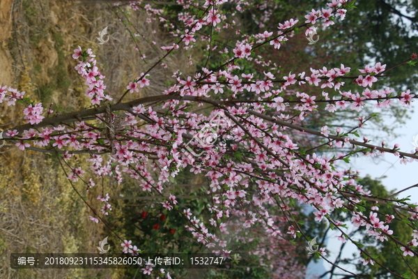 盛开的桃花高清摄影图