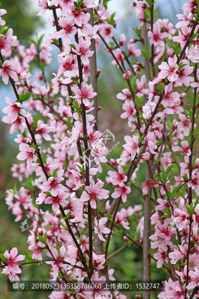 盛开的桃花高清摄影图