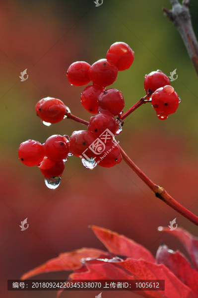 雨后红果