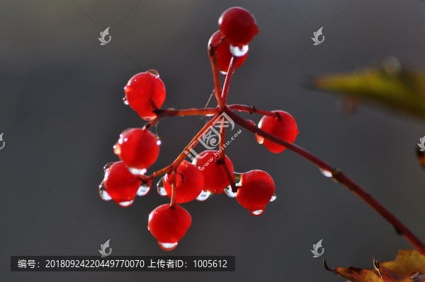 雨后红果