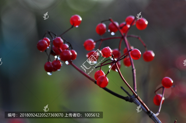 雨后红果