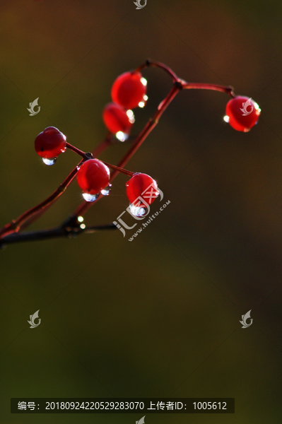 雨后红果