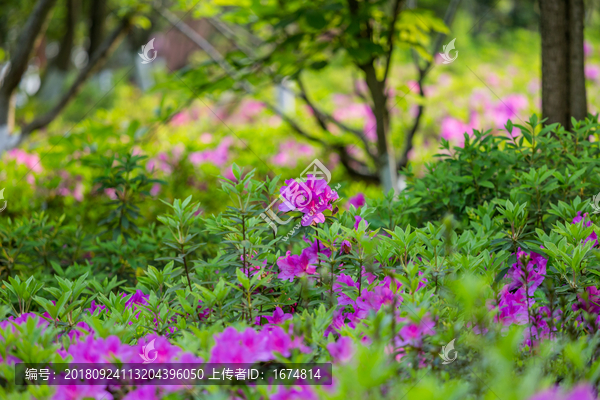 杜鹃花