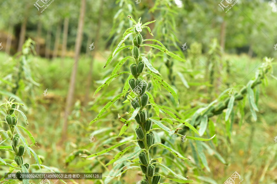 芝麻种植