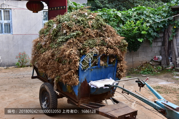 落花生