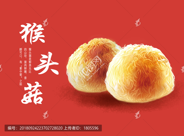 猴頭菇插畫
