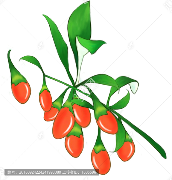 枸杞插畫