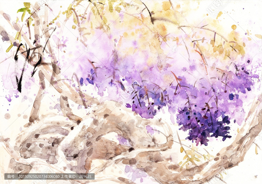 紫藤陽光