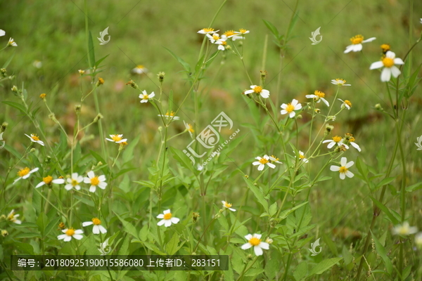 青青草原