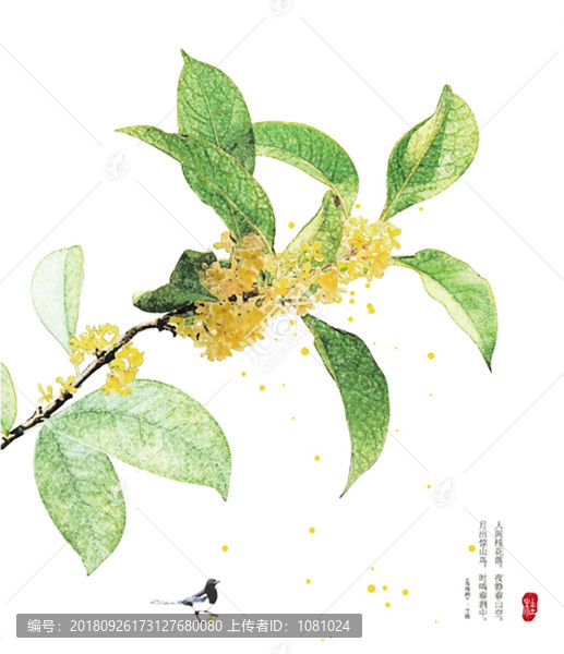 桂花