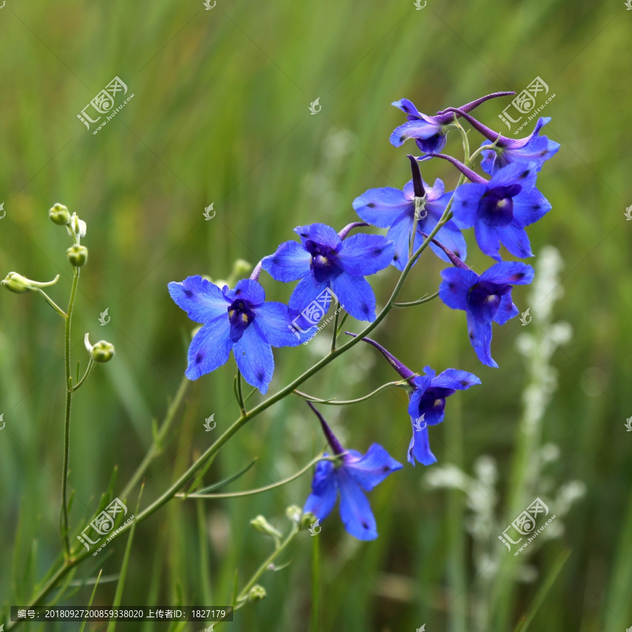 鸽子花