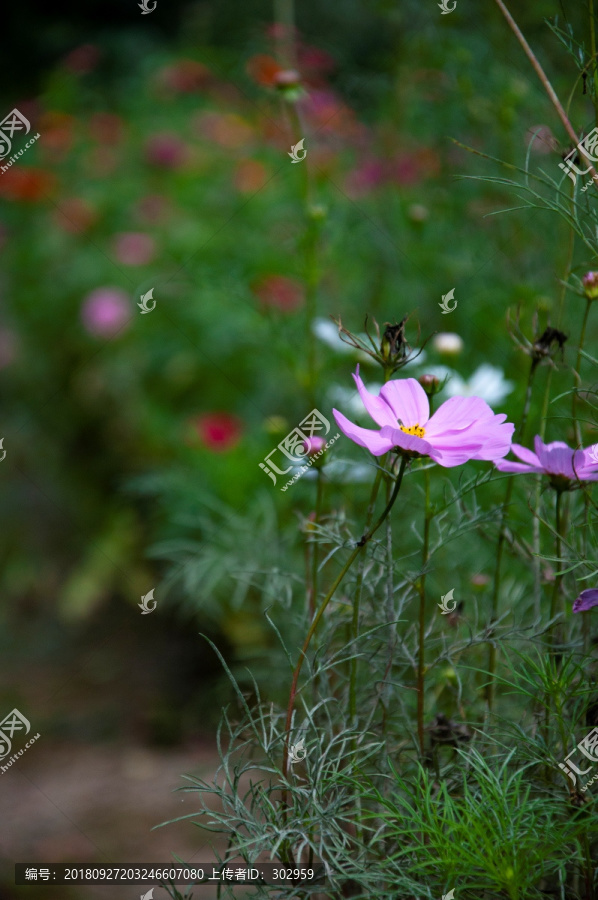 花丛