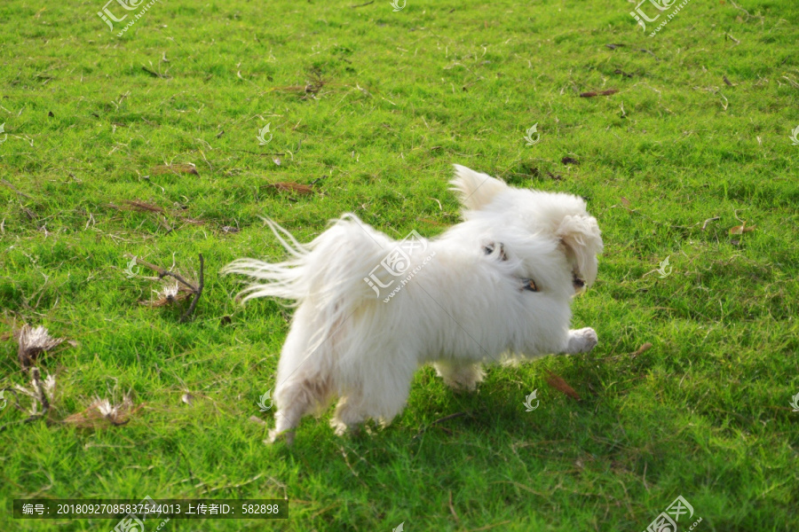 草地上奔跑的小狗